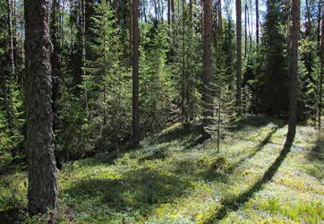Новинки